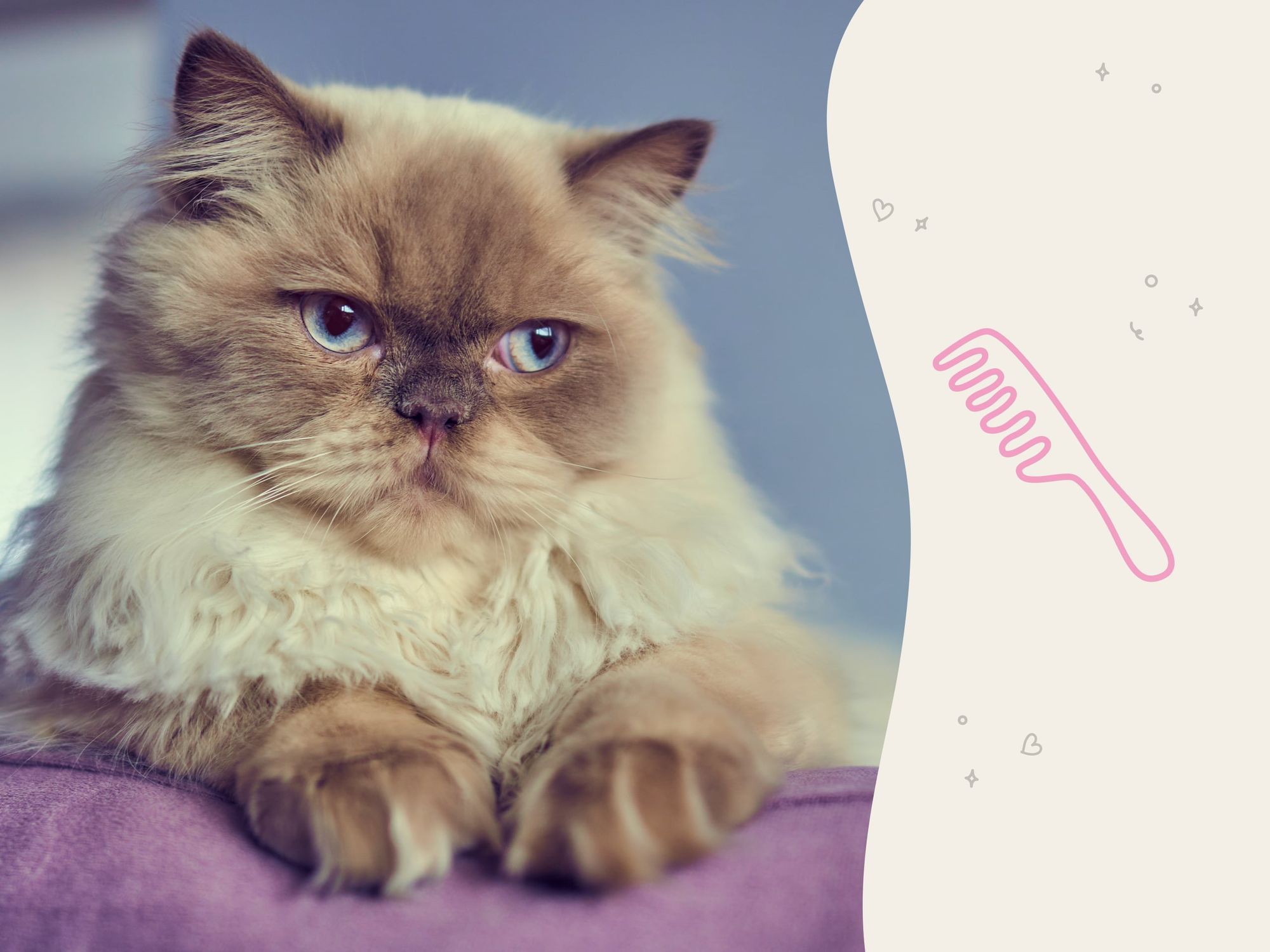 Himalayan cat breed profile